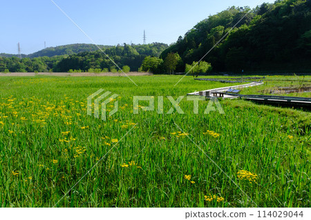 福井縣敦賀市中池見濕地 福井縣敦賀市中池見濕地 114029044