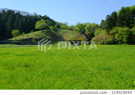 福井縣敦賀市中池見濕地 114029048