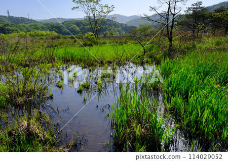 Nakaikemi Wetland, Tsuruga City, Fukui Prefecture 114029052