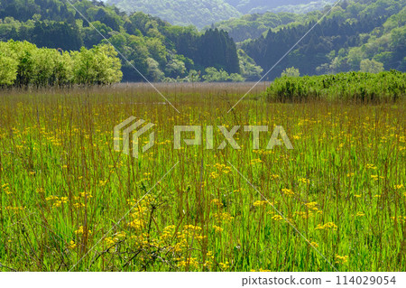 福井縣敦賀市中池見濕地 福井縣敦賀市中池見濕地 114029054