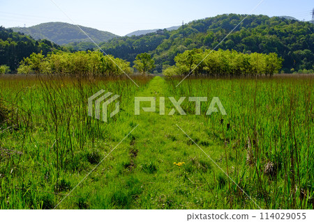 福井縣敦賀市中池見濕地 114029055
