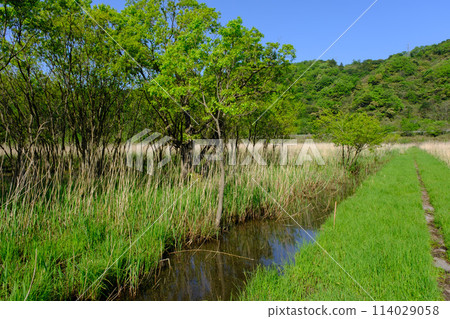 福井縣敦賀市中池見濕地 福井縣敦賀市中池見濕地 114029058