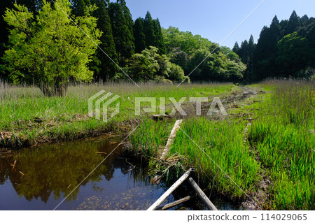 福井縣敦賀市中池見濕地 福井縣敦賀市中池見濕地 114029065