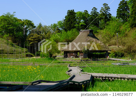 福井縣敦賀市中池見濕地 114029077