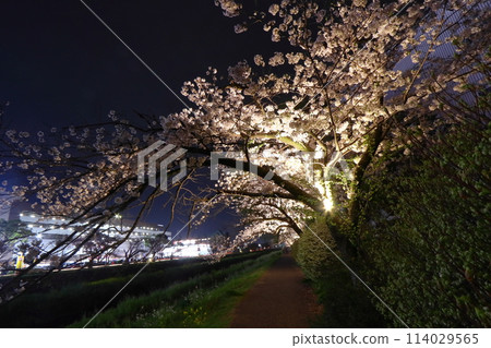 豐川市：河邊的夜櫻花（永旺豐川旁的佐那川） 114029565