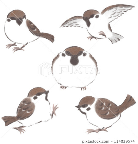 Various poses of sparrows in color Various poses of sparrows in color 114029574