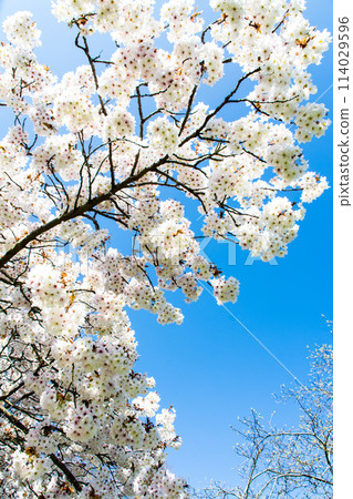 White cherry blossoms with leaves just beginning to sprout under a clear blue sky at Kew Gardens on the outskirts of London 114029596