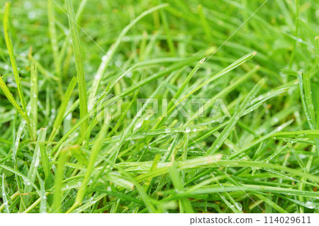 Green grass in meadow, field or lawn in spring on sunset 114029611