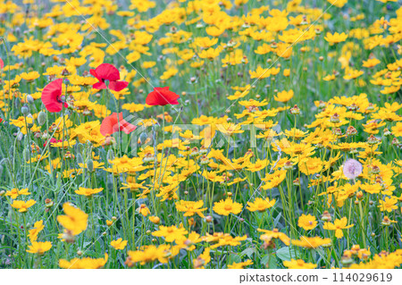 Field of yellow flower lance leaved, Coreopsis lanceolata, Lanceleaf Tickseed or Maiden's eye 114029619
