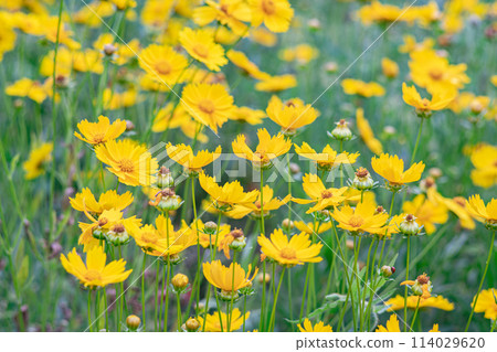 Field of yellow flower lance leaved, Coreopsis lanceolata, Lanceleaf Tickseed or Maiden's eye 114029620