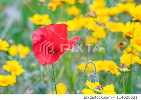 Close up of red wild poppy flower in the green field or lawn background. Nature, flora 114029621