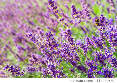 Bushes of lavender flowers in the garden on sunset, landscape design. 114029629