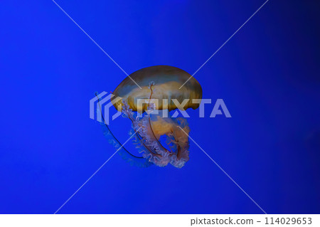 Pacific sea nettle, Orange jellyfish or Chrysaora fuscescens swimming in blue water of aquarium 114029653