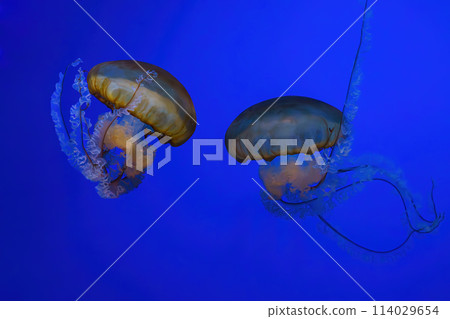 Pacific sea nettle, Orange jellyfish or Chrysaora fuscescens swimming in blue water of aquarium Pacific sea nettle, Orange jellyfish or Chrysaora fuscescens swimming in blue water of aquarium 114029654