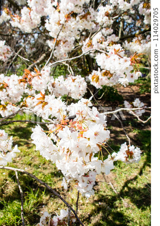 倫敦郊區邱園的藍天下，淡粉紅色的櫻花綻放，只剩下幾片葉子 114029705