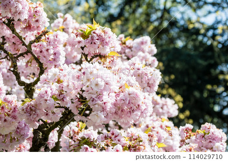 倫敦郊區邱園的藍天下，淡粉紅色的櫻花綻放，只剩下幾片葉子 114029710