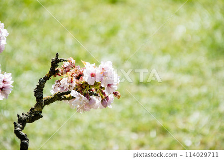 倫敦郊區邱園的藍天下，淡粉紅色的櫻花綻放，只剩下幾片葉子 114029711