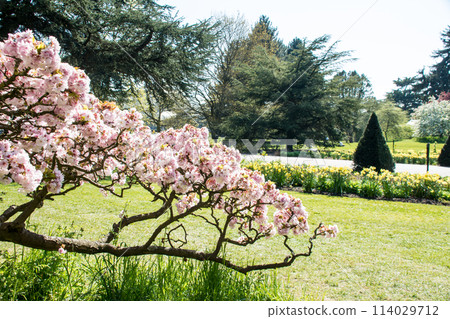 倫敦郊區邱園的藍天下，淡粉紅色的櫻花綻放，只剩下幾片葉子 114029712