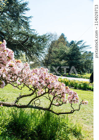 倫敦郊區邱園的藍天下，淡粉紅色的櫻花綻放，只剩下幾片葉子 114029713