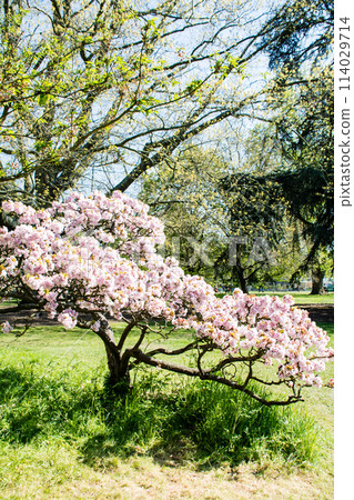 倫敦郊區邱園的藍天下，淡粉紅色的櫻花綻放，只剩下幾片葉子 114029714