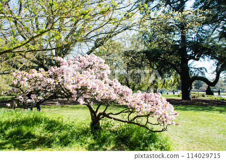 倫敦郊區邱園的藍天下，淡粉紅色的櫻花綻放，只剩下幾片葉子 114029715