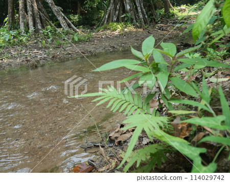 Stream with clear water, grass and green trees in a national park	 114029742