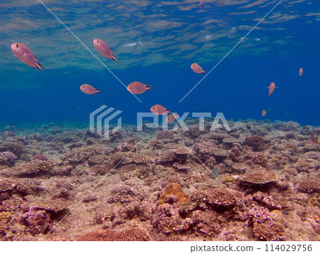 Underwater scenery at Cape Maeda, a popular diving spot in Okinawa Underwater scenery at Cape Maeda, a popular diving spot in Okinawa 114029756