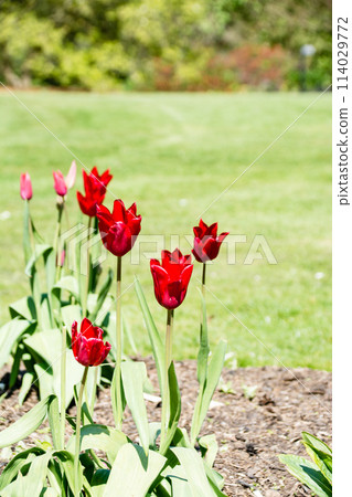 Bright red tulips under the dazzling sunlight signaling the arrival of spring, at Kew Gardens on the outskirts of London Bright red tulips under the dazzling sunlight signaling the arrival of spring, at Kew Gardens on the outskirts of London 114029772