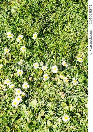 倫敦郊區邱園的草坪上盛開著許多白色的小雛菊 114029841