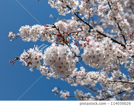 盛開的櫻花在藍天中閃耀 114030026