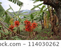 Vibrant red flowers on a branch with a blurred background of banana trees and a hazy mountain landscape in uganda 114030262