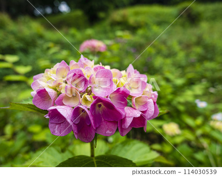 Pink hydrangea 114030539