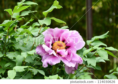 Button "Shimane Chojuraku" Button "Shimane Chojuraku" 114030626