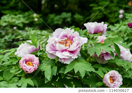 Button "Island Wisteria" Button "Island Wisteria" 114030627