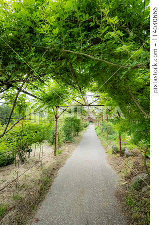 Kuju Flower Park 114030666