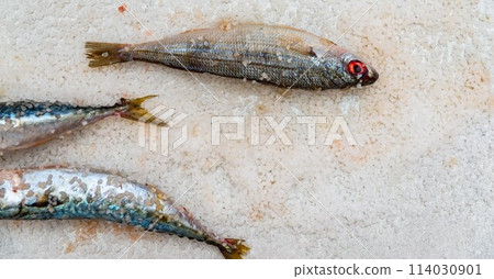 Whole raw organic mackerel fish with sea salt lying on a flat white surface 114030901