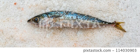 Whole raw organic mackerel fish with sea salt lying on a flat white surface 114030903