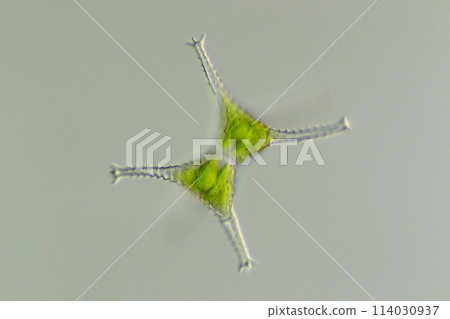 Green algae Staurastrum staghornii 114030937