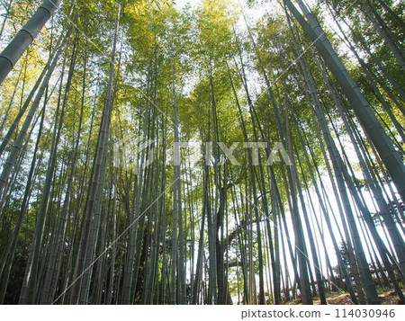  Bamboo grove 114030946