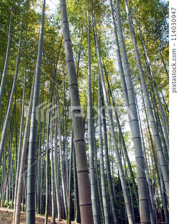 Bamboo grove Bamboo grove 114030947