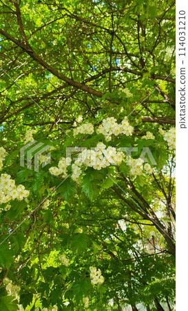spring mayflower spring mayflower 114031210