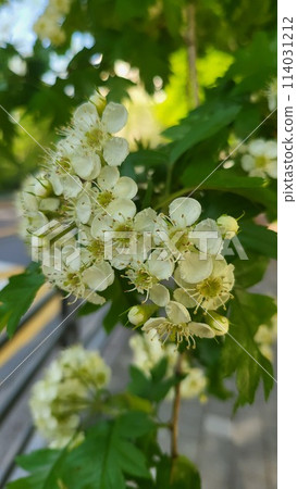 spring mayflower spring mayflower 114031212