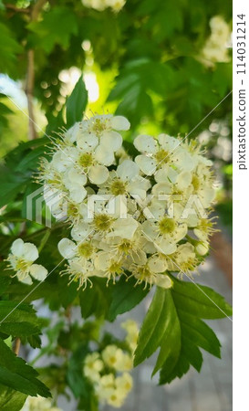 spring mayflower spring mayflower 114031214