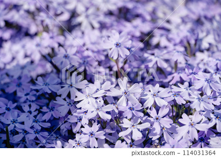 芝櫻花背景 芝櫻花背景 114031364