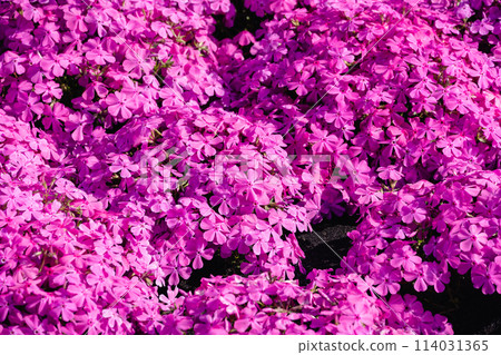 苔蘚福祿考花背景 苔蘚福祿考花背景 114031365
