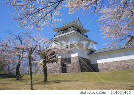 Cherry blossoms at Yukyuzan Park, Nagaoka, Niigata Prefecture, Japan 114031490