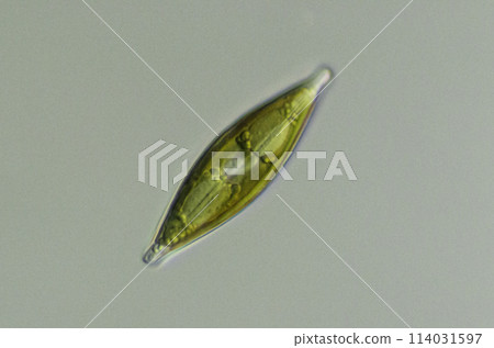 Funagata diatowacea 114031597
