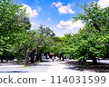 Approach to Mishima Taisha Shrine 114031599