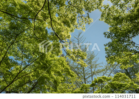 綠意盎然的公園:滋賀縣大津市王子之丘公園 綠意盎然的公園:滋賀縣大津市王子之丘公園 114031711