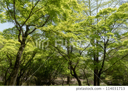 A park filled with shining new greenery: Ojigaoka Park in Otsu City, Shiga Prefecture 114031713